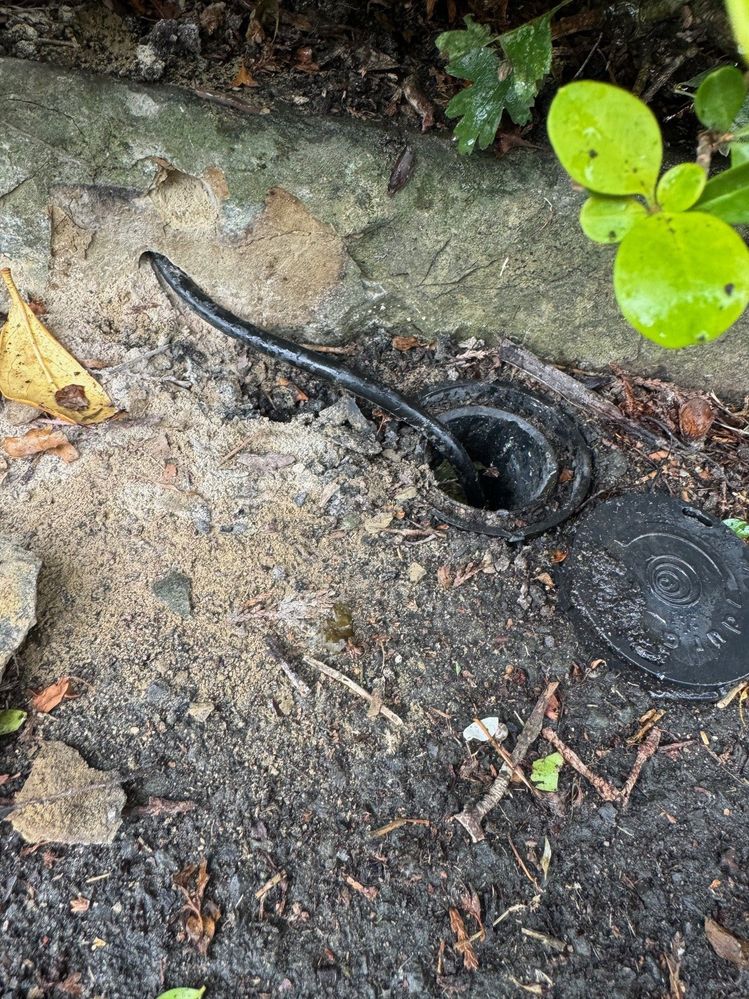 garden 2.jpg