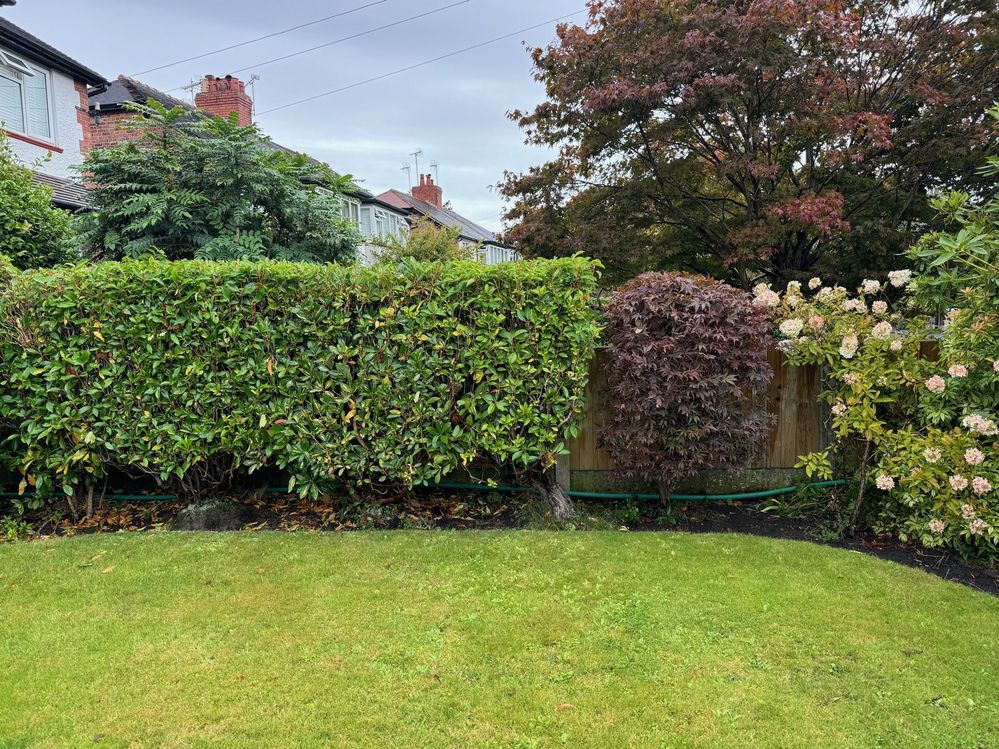 garden 1.jpg