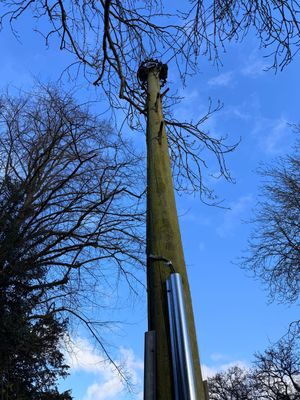 The telegraph pole they want to run the cable from to my house