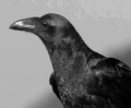 ravenstar68's avatar