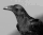 ravenstar68's avatar