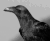 ravenstar68's avatar