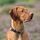 hound1010's avatar