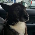 snoopdoggydog's avatar