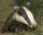 MrBadger81's avatar