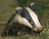 MrBadger81's avatar