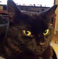 martynransom56's avatar