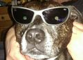 NMJToolbox's avatar