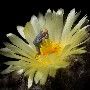 aCactus's avatar