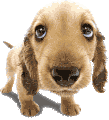 rockies's avatar