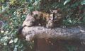 limathecat's avatar