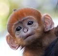gingamonkey's avatar