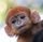 gingamonkey's avatar