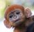 gingamonkey's avatar