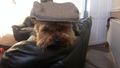 yorkshiresteve's avatar