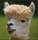 Llama999's avatar