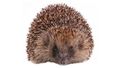Hedgie46's avatar