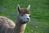 HarveyRabbit's avatar