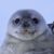 Maia1805's avatar