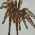 Fspiders's avatar