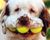 Brain_Dead's avatar