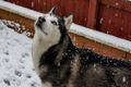 LokiDog's avatar