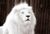 WHITELIONX's avatar