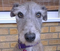 Lurcherlover's avatar